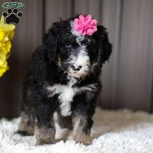 Clementine, Sheepadoodle Puppy